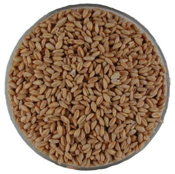 dried grain