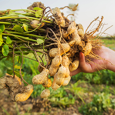 hand holding freshly grown shelled peanuts