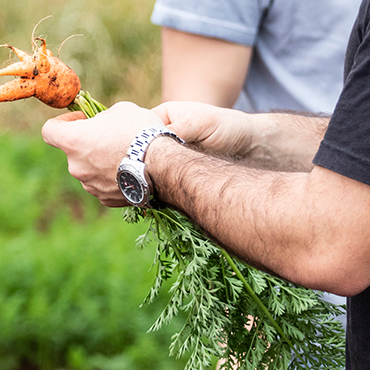hands holding carrots in a garden