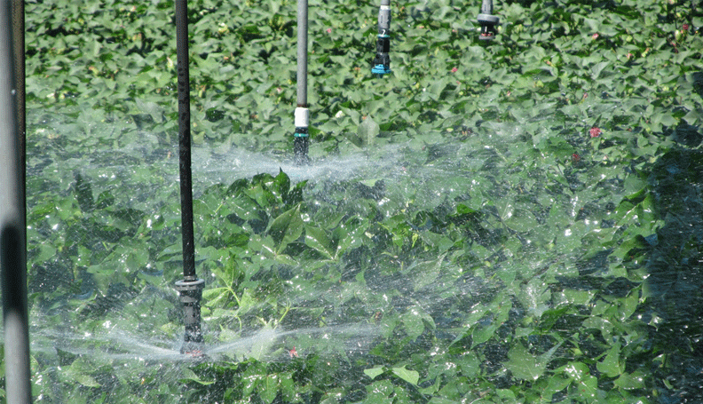 closeup of clops being irrigated by sprinklers
