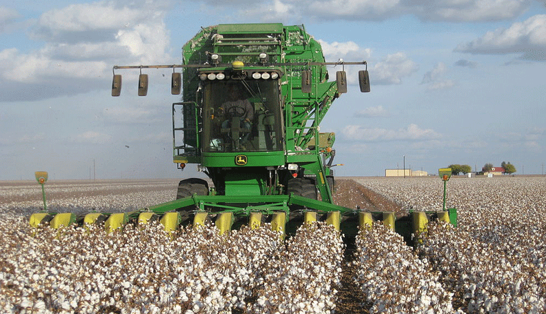a crop harvester moving through a field of cotton plants