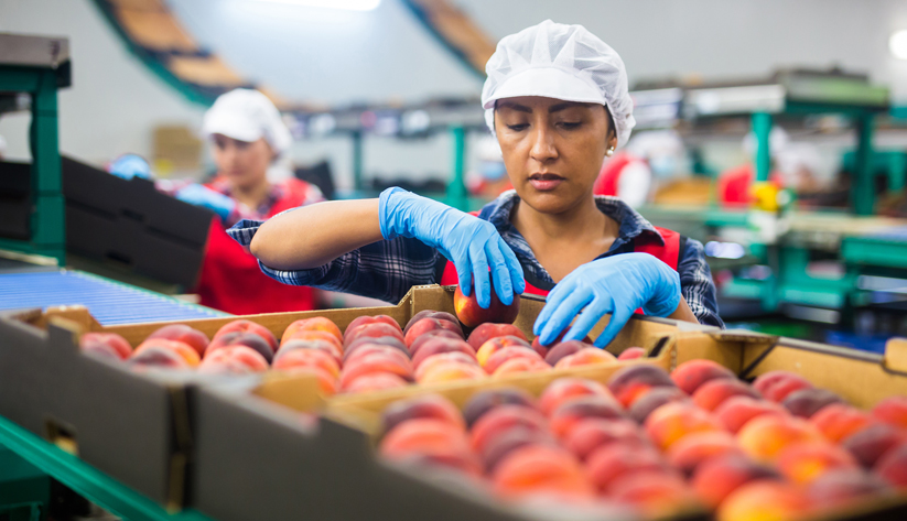Line worker examining fruit in case