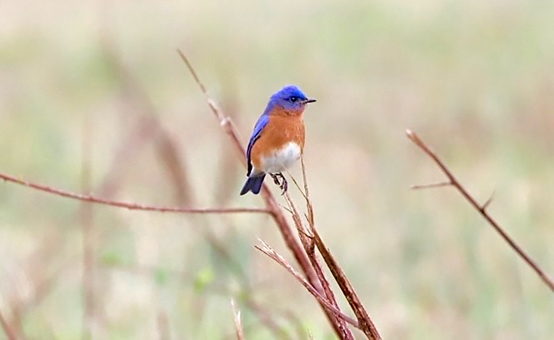 Bluebirds are common throughout the region and can be found in small town parks and neighborhoods.