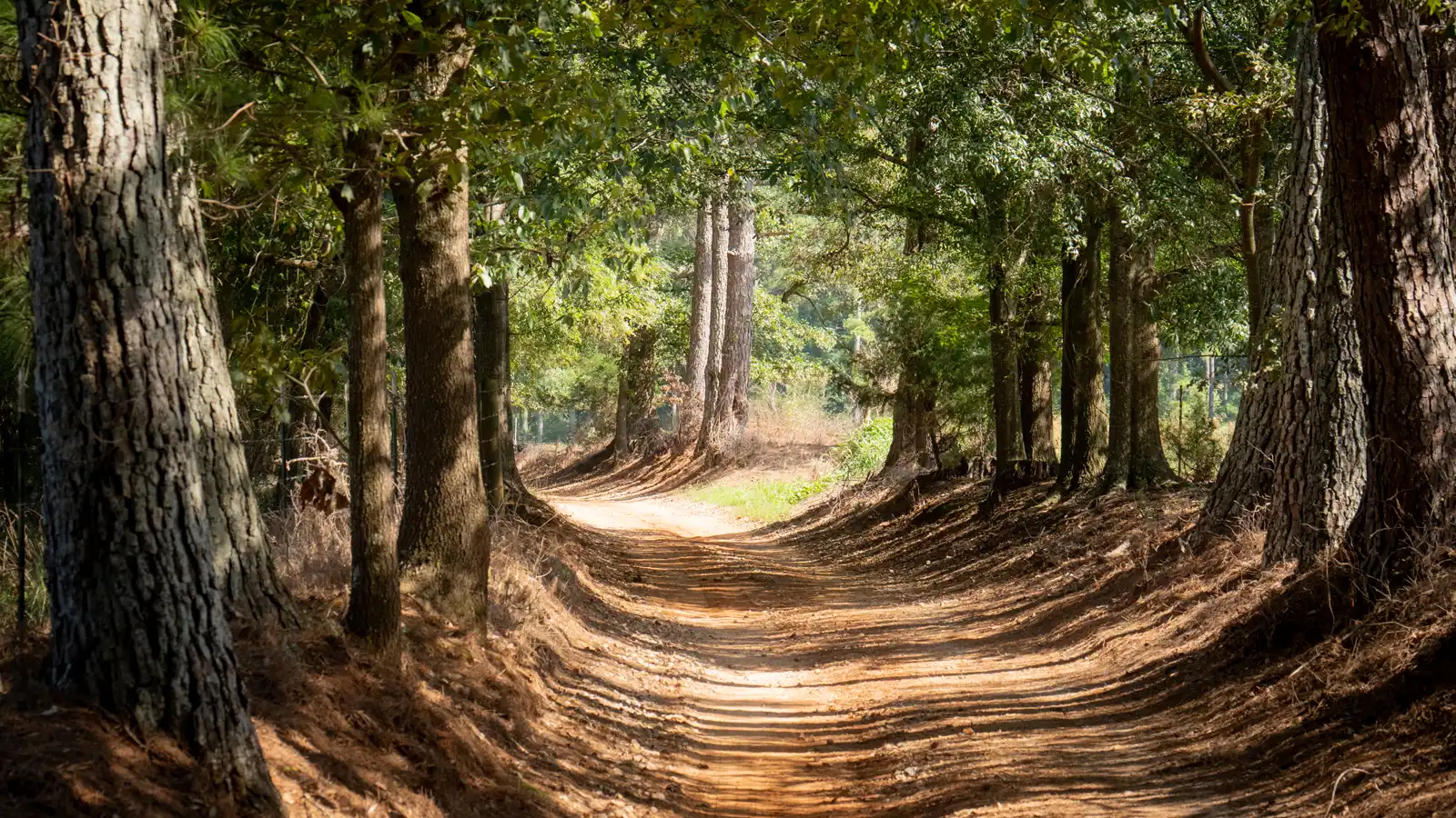 Dirt road through trees