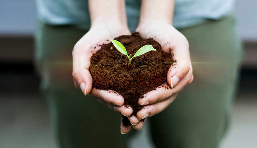 plants holding mulch with a plant starting to grow