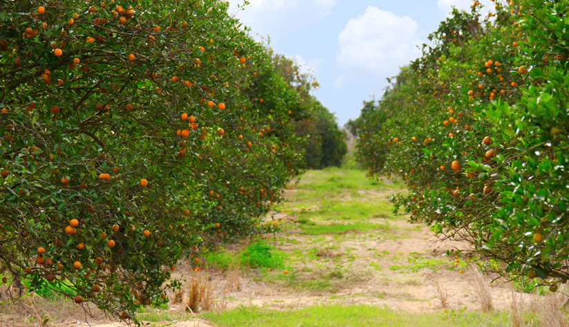 orange citrus farm