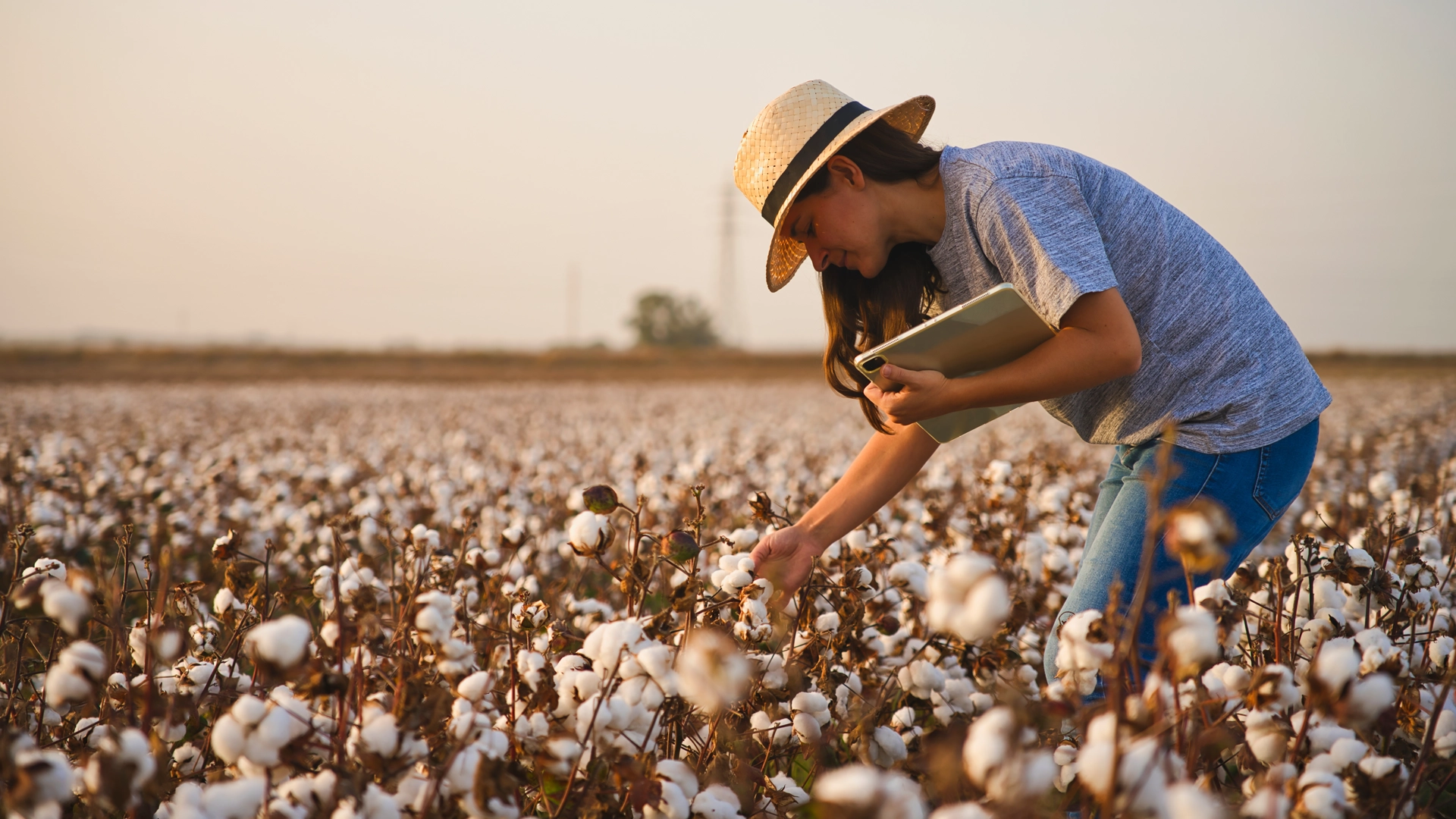 Woman inspecting a field of cotton holding a laptop