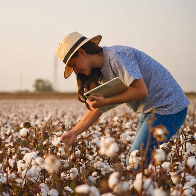 Woman inspecting a field of cotton holding a laptop