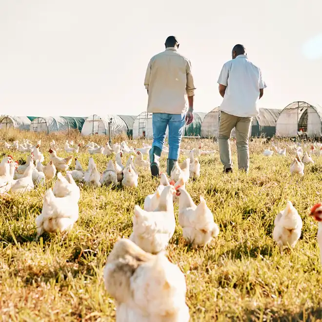photo of hoop style poultry tunnels in the background, two men walking in middle ground, and free-range chickens foraging in the foreground