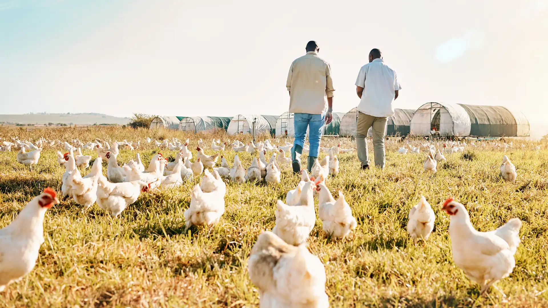 photo of hoop style poultry tunnels in the background, two men walking in middle ground, and free-range chickens foraging in the foreground