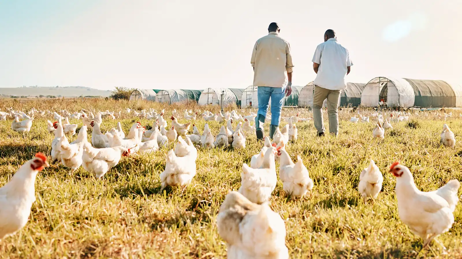 photo of hoop style poultry tunnels in the background, two men walking in middle ground, and free-range chickens foraging in the foreground