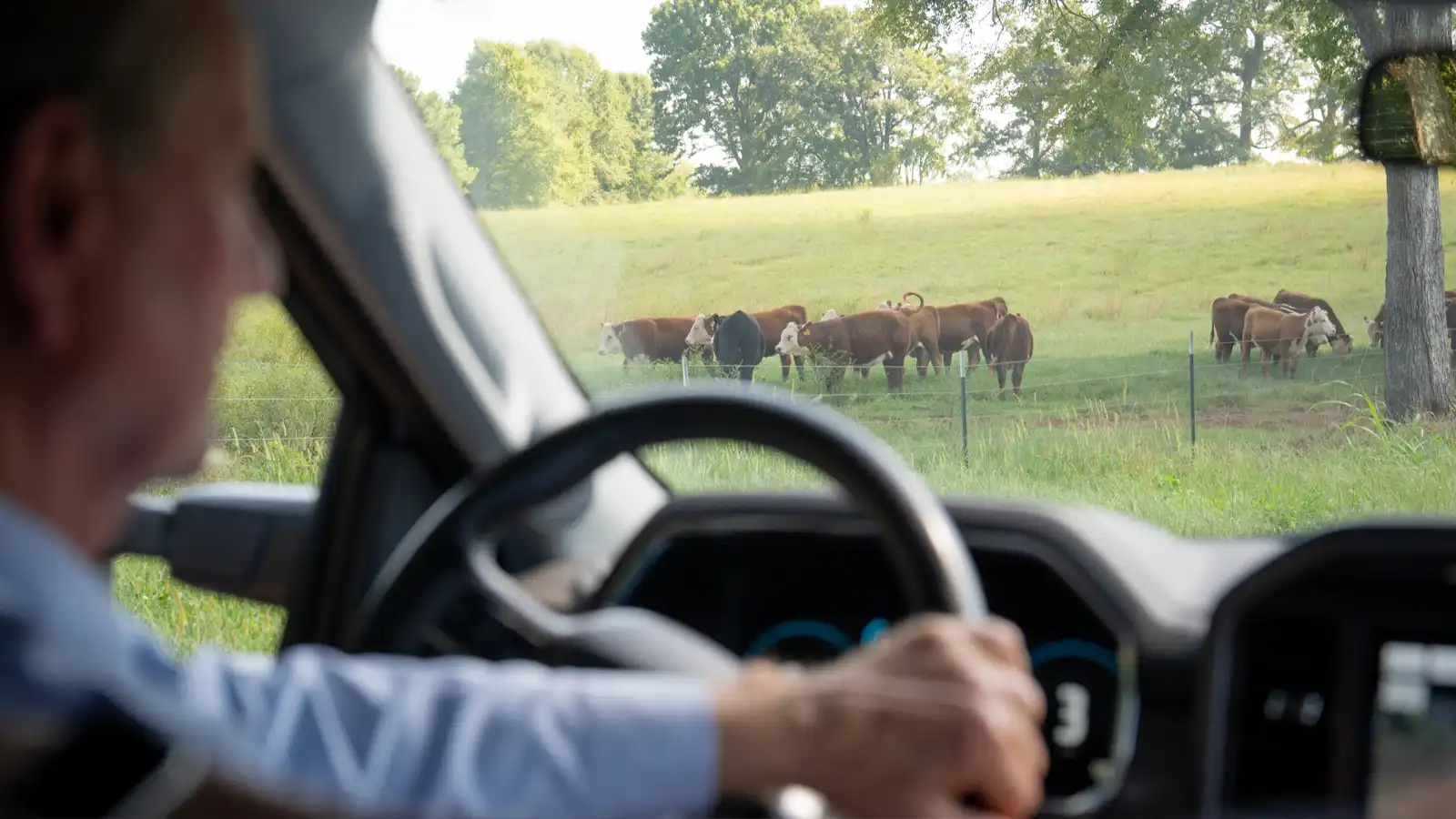 Man driving a vehicle viewing cattle in the pasture