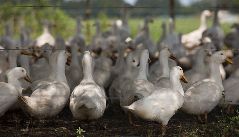 a group of white ducks on White Oak Pastures Farm